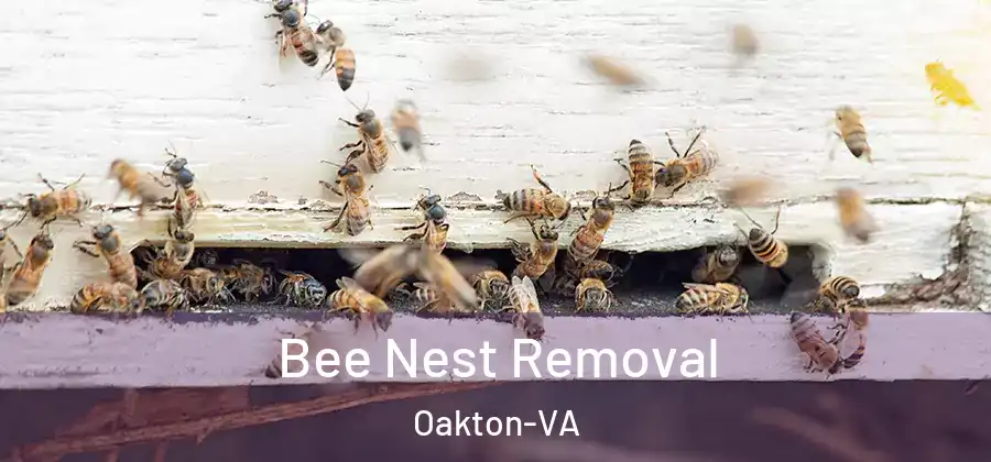 Bee Nest Removal Oakton-VA