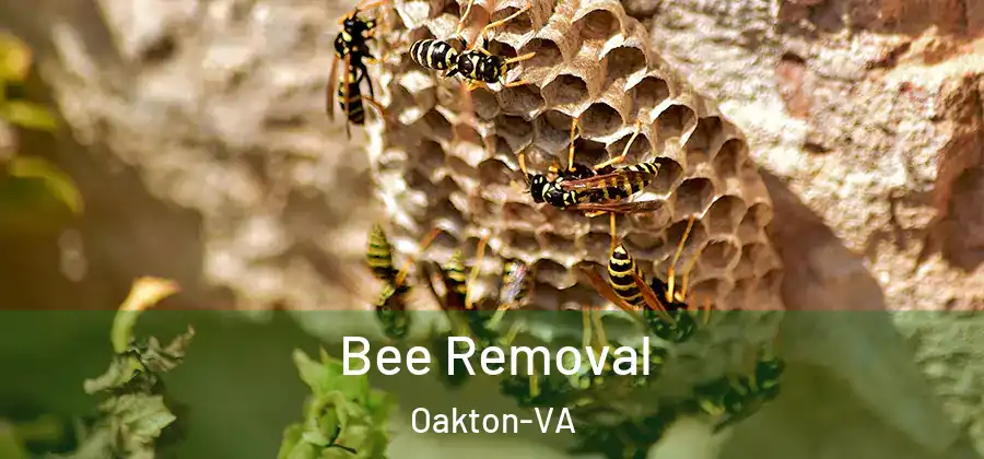 Bee Removal Oakton-VA
