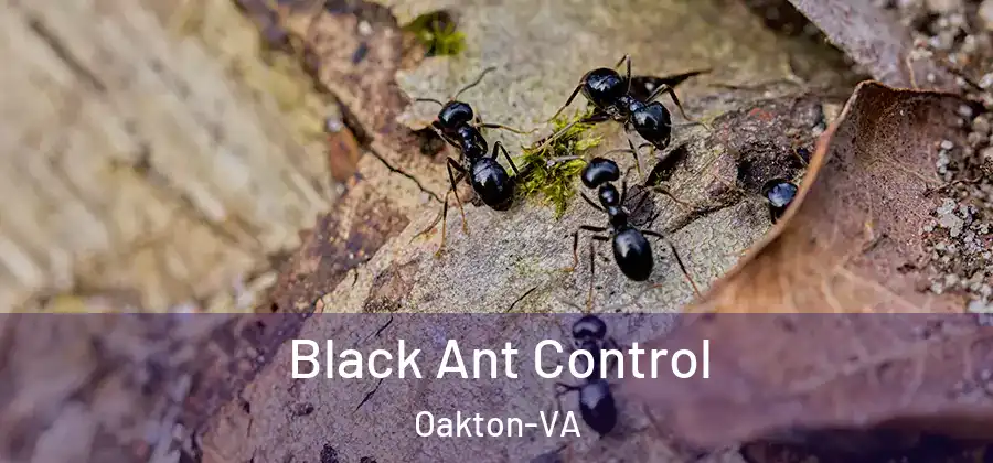 Black Ant Control Oakton-VA