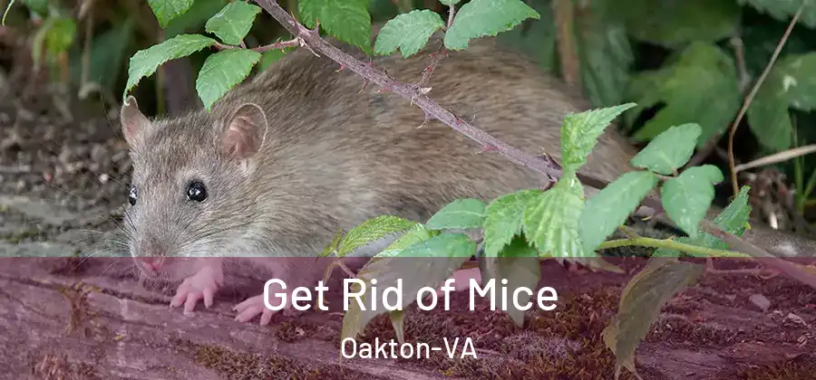 Get Rid of Mice Oakton-VA