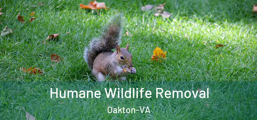 Humane Wildlife Removal Oakton-VA
