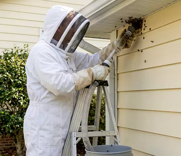 Your Affordable Bee Removal Company in Oakton, VA
