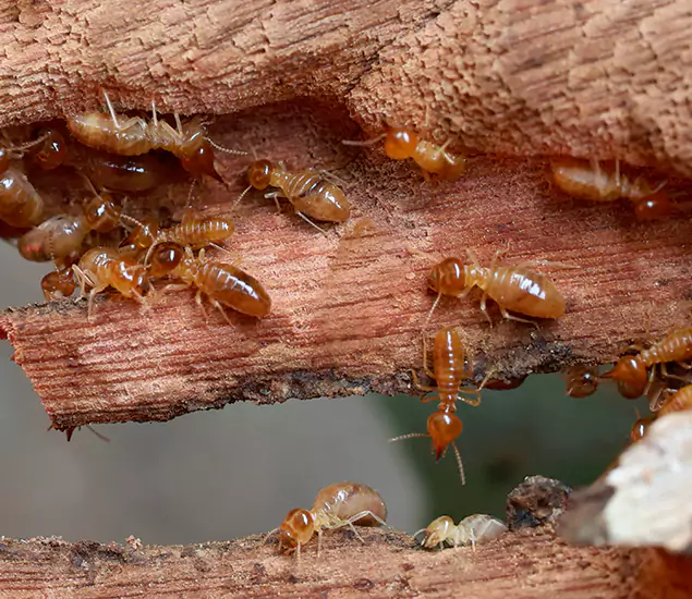 About Our Drywood Termite Treatment Experts in Oakton, VA