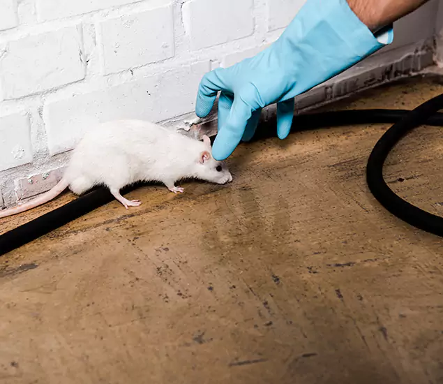 Your Pest Control Partner in Oakton, VA
