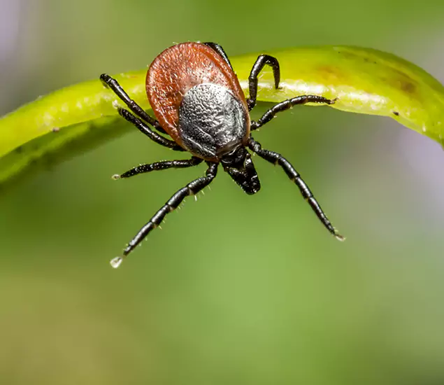 Your Trusted Tick Pest Control in Oakton, VA