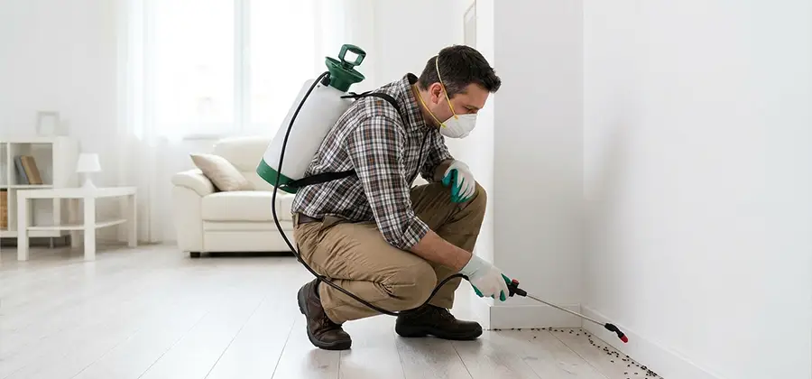 Seasonal Ant Infestation Control in Oakton