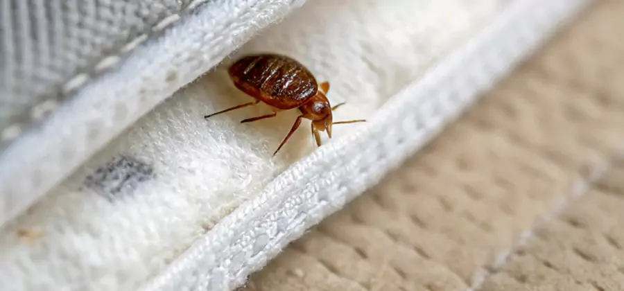 Tenting Bed Bug Fumigation in Oakton