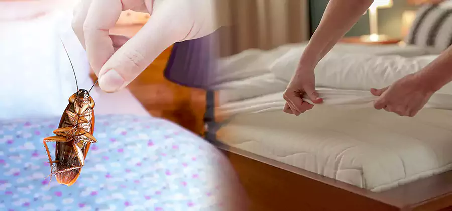 Bed Bug Home Extermination Service in Oakton