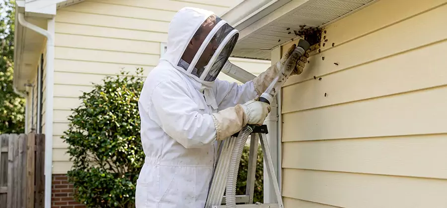 Ground Bee Removal in Oakton