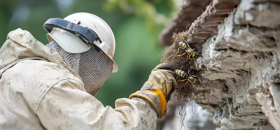 Bee and Wasp Hornet Removal in Oakton