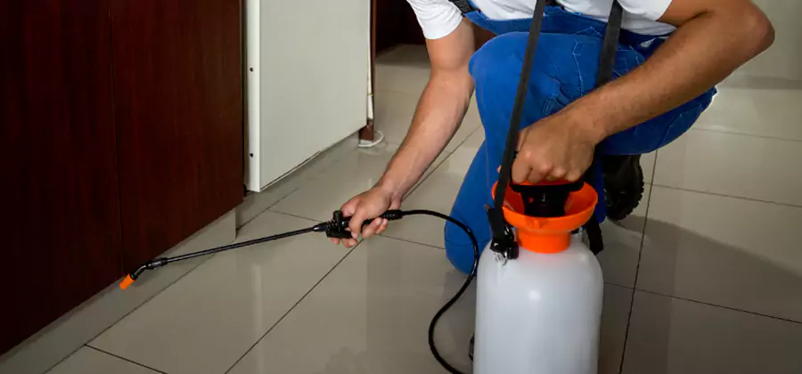 Palmetto Bug Exterminator in Oakton