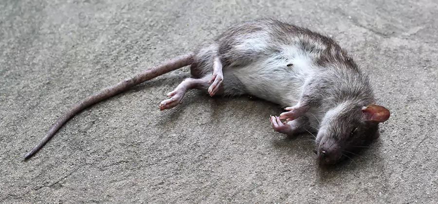 Dead Rat Disposal in Oakton