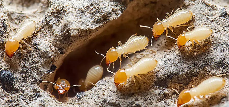 Termite Exterminator Services in Oakton