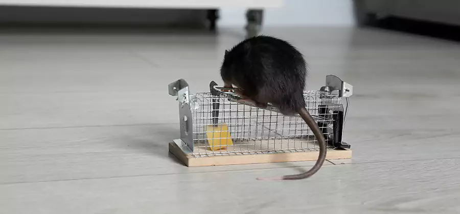Mice in Attic Removal Oakton