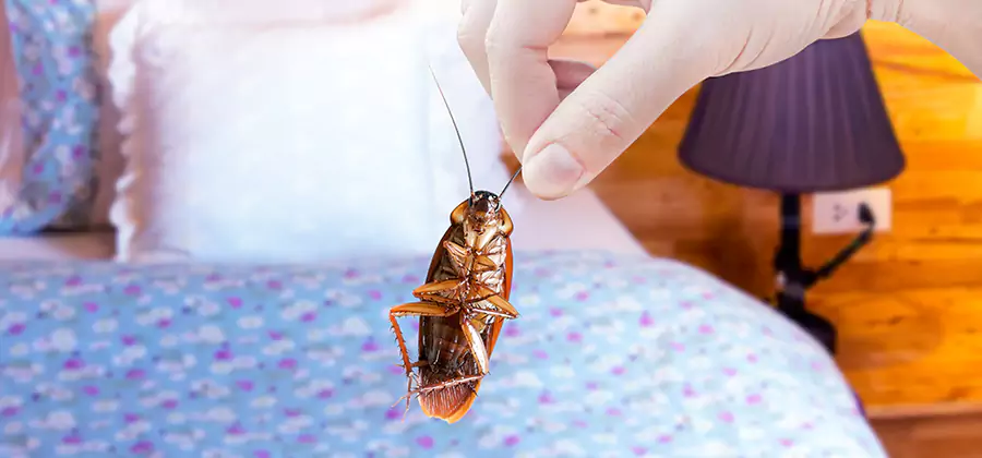 Fast Roach Elimination in Oakton