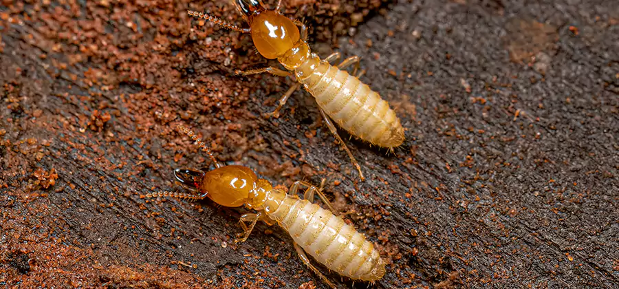 Structural Heat Termite Treatment in Oakton