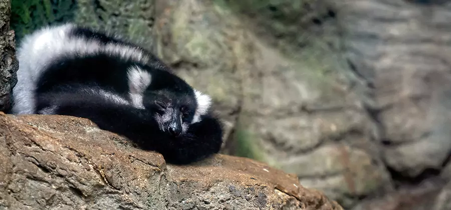 Humane Skunk Removal in Oakton