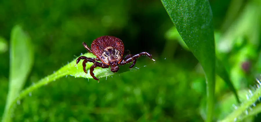 Tick Prevention for Yard in Oakton