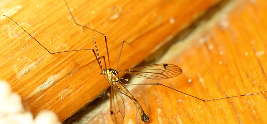 Exterior Mosquito Control in Oakton