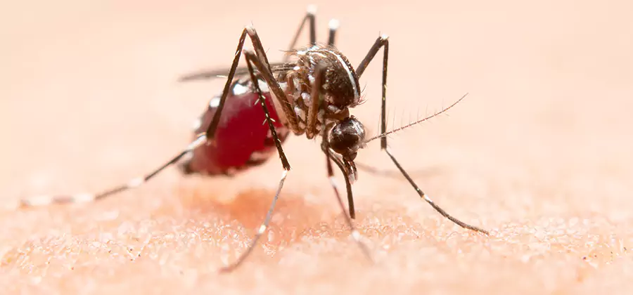 Indoor Mosquito Killer and Interior Control in Oakton