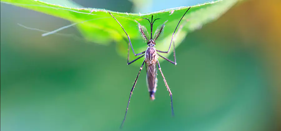Home Defense Insect Killer in Oakton