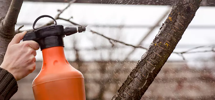 Orange Oil Structural Cavity Treatment in Oakton