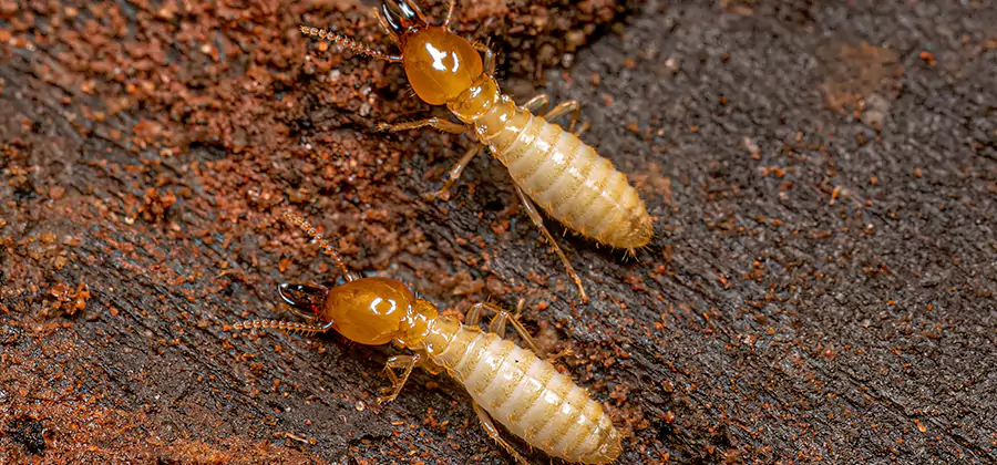 Natural Ant Hill Killer Treatment in Oakton