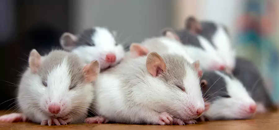 Rat Infestation Exclusion Service in Oakton