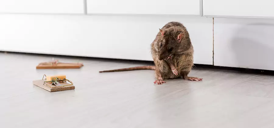Rat Baiting Removal Service in Oakton