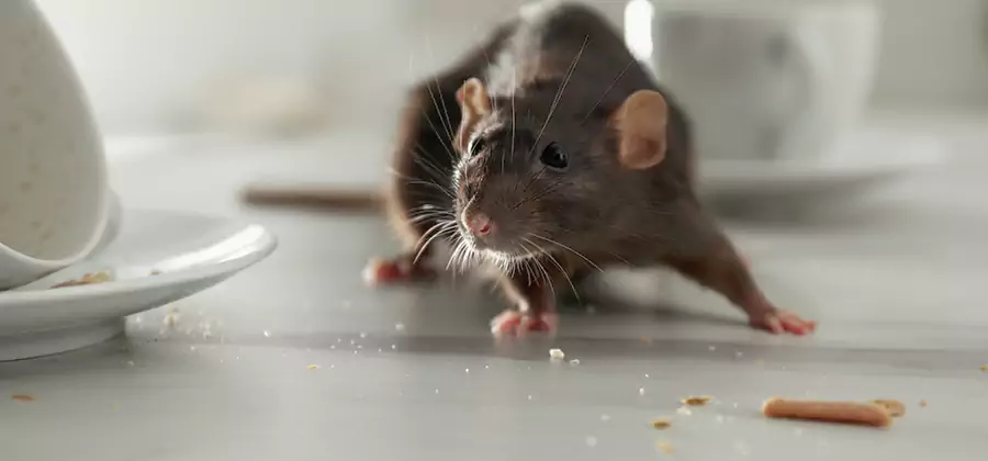 Attic Rat Exclusion Service in Oakton