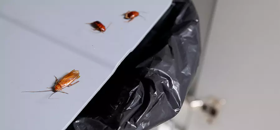 German Roach Pest Control in Oakton