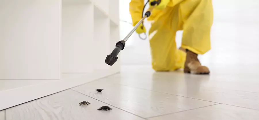 Roach and Bed Bug Exterminator in Oakton