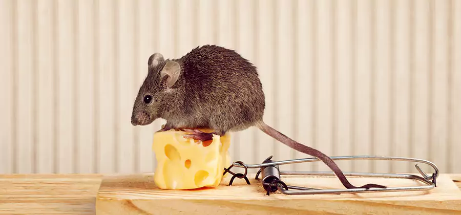 Commercial Rodent Exclusion Services in Oakton