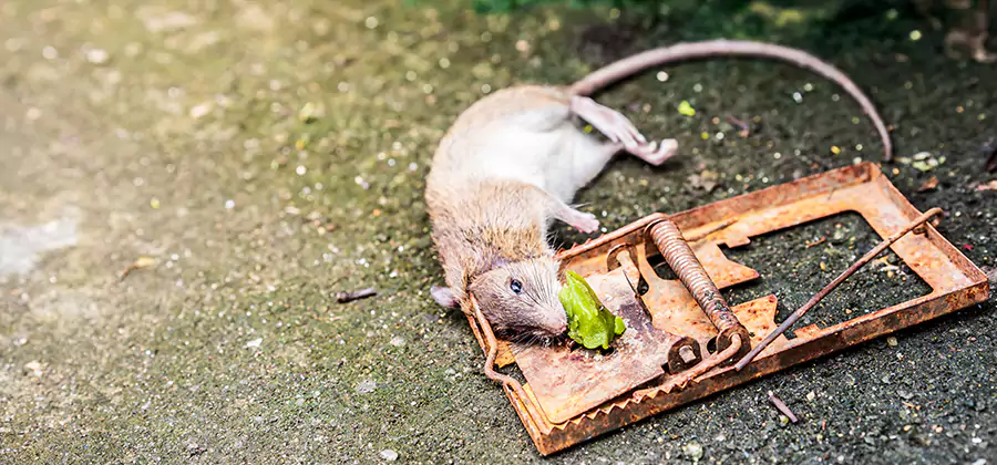 Rat Trapping in Oakton