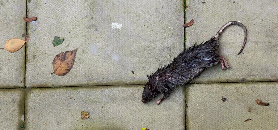 Rodent inspection service in Oakton