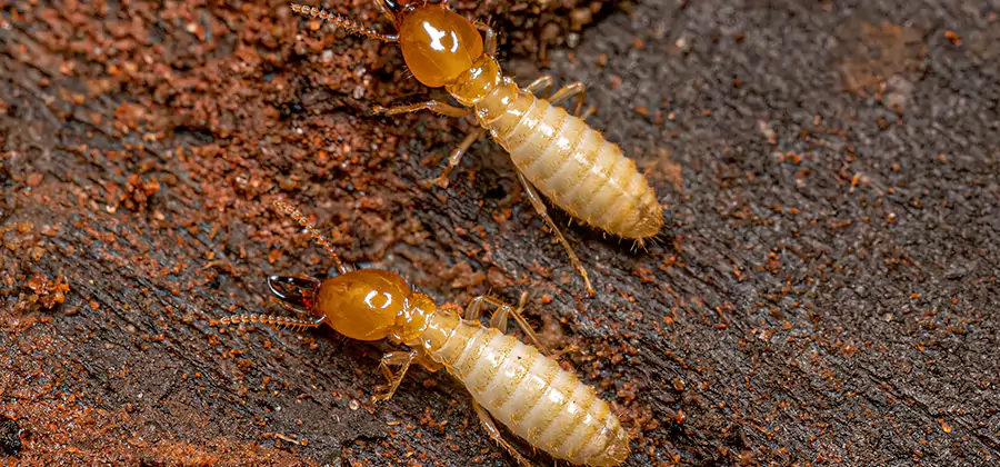 Sentricon Residential Termite Control in Oakton