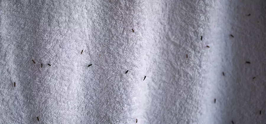 Small Black Ants in Bathroom Treatment in Oakton
