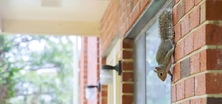 Squirrel Inside Walls Removal in Oakton