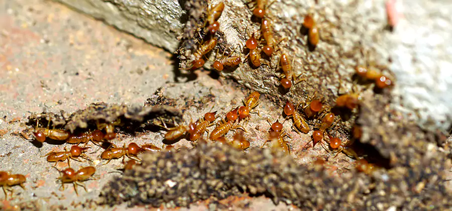 Wood Treatment and Localized Termite Solutions in Oakton