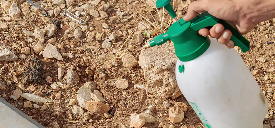 Heat Treatment Termite Cost in Oakton