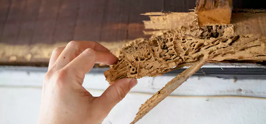 Pre-Construction Termite Treatment in Oakton