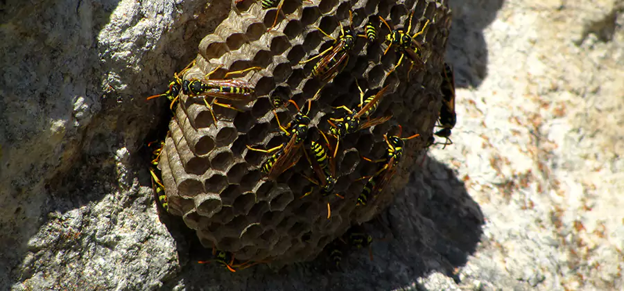 Wasp Nest in Tree Removal Oakton