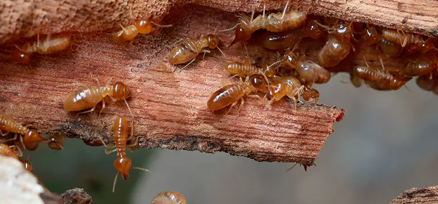 Wood Preservation Termite Treatment in Oakton