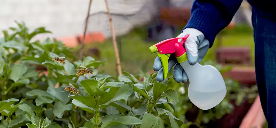 Yellow Jacket Pest Removal for Commercial Properties in Oakton