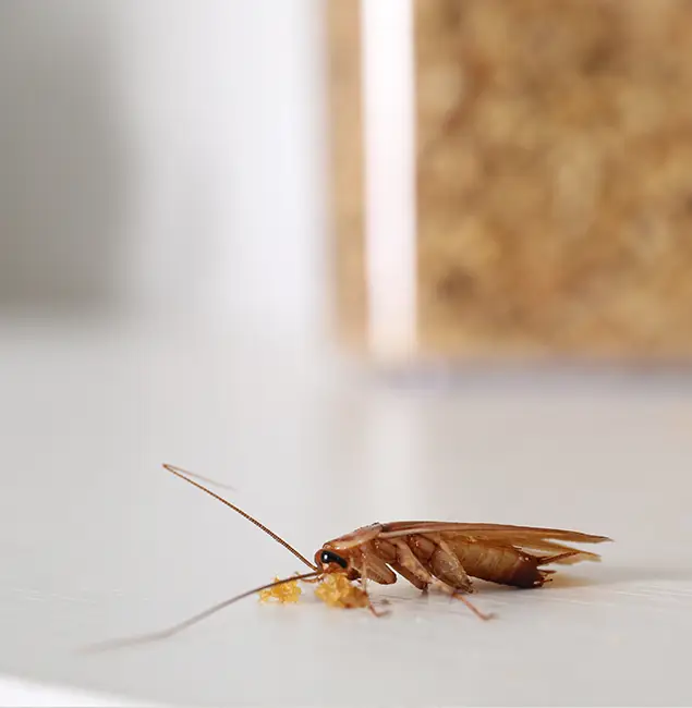 Why Oakton Pest Control Pro Stands Out in Oakton, VA?