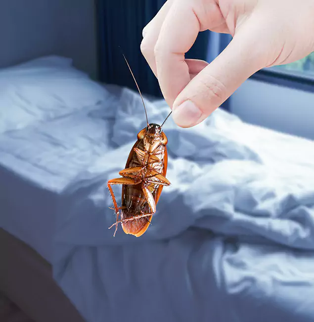 Why Choose Oakton Pest Control Pro for Bed Bug Extermination in Oakton, VA?