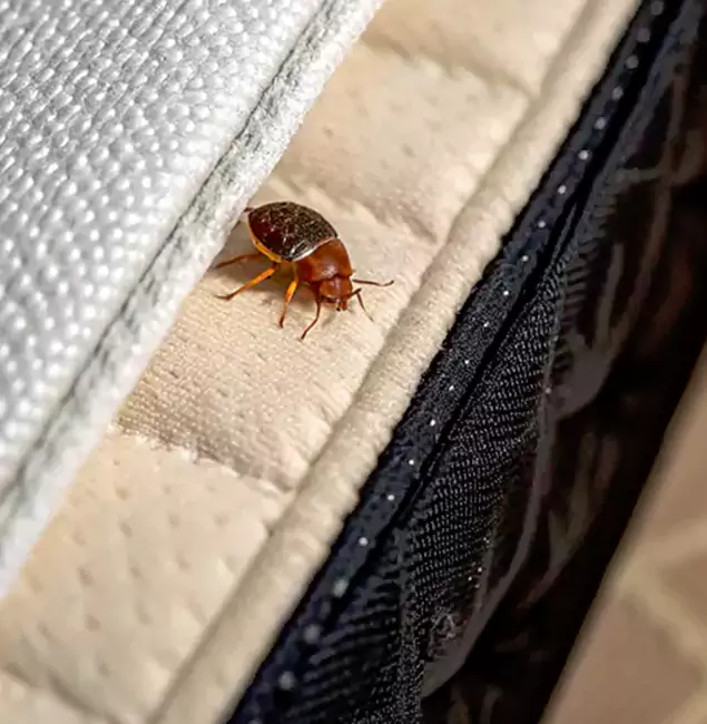 Why Choose Oakton Pest Control Pro for Bed Bug Treatment at Home in Oakton, VA?