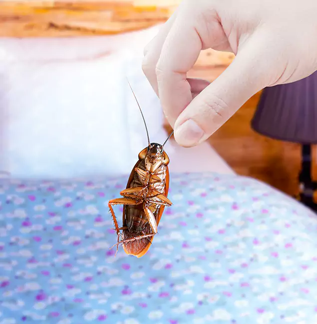 Why Choose Oakton Pest Control Pro for Bed Bug Treatment in Oakton, VA?