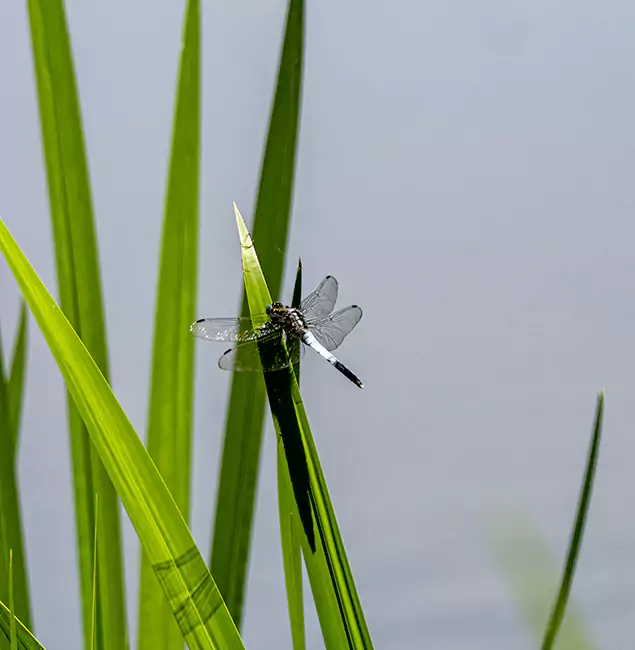 Why Oakton Families Trust Oakton Pest Control Pro for Mosquito Prevention?