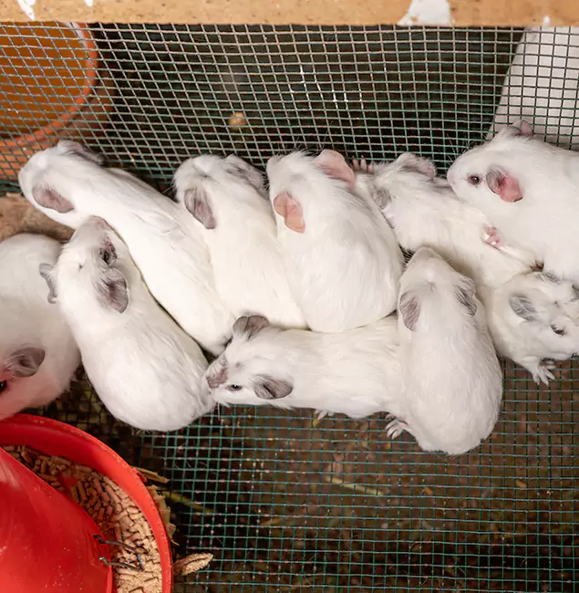 Why Oakton Pest Control Pro Is the Trusted Choice in Oakton, VA?